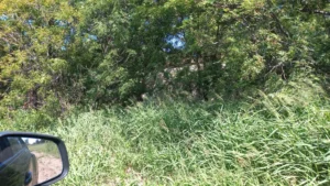 Campo en Colonia Tirolesa - Foto 1